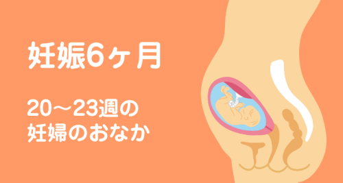 妊娠6ヶ月20～23週の妊婦のおなか 妊娠・出産・育児パーク