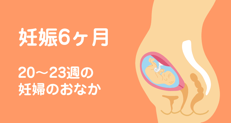 妊娠6ヶ月 23週の妊婦のおなか 妊娠 出産 育児パーク