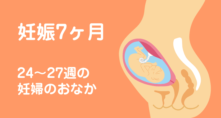 妊娠7ヶ月24 27週の妊婦のおなか 妊娠 出産 育児パーク