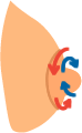 乳頭（乳首）・乳輪部マッサージ横方向