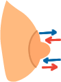 乳頭（乳首）・乳輪部マッサージ縦方向